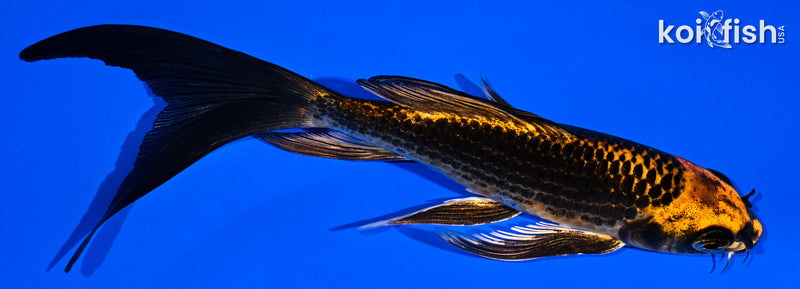 5.75" ORENJI MATSUBA BUTTERFLY