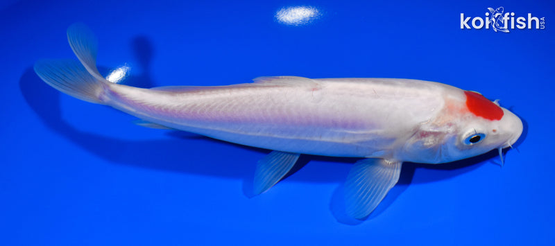 8.75" DOITSU TANCHO KOHAKU