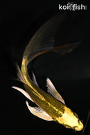 5.75" KI MATSUBA BUTTERFLY