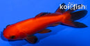 4" WATONAI GOLDFISH