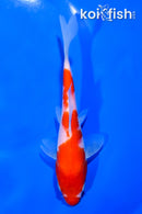 6.25" KOHAKU