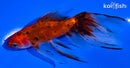 5" CALICO WATONAI GOLDFISH