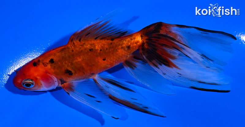5" CALICO WATONAI GOLDFISH