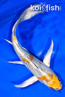 8.5" KUJAKU BUTTERFLY