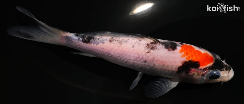 4.75" GOSHIKI