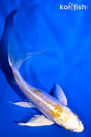 5.25" DOITSU LEMON HARIWAKE BUTTERFLY