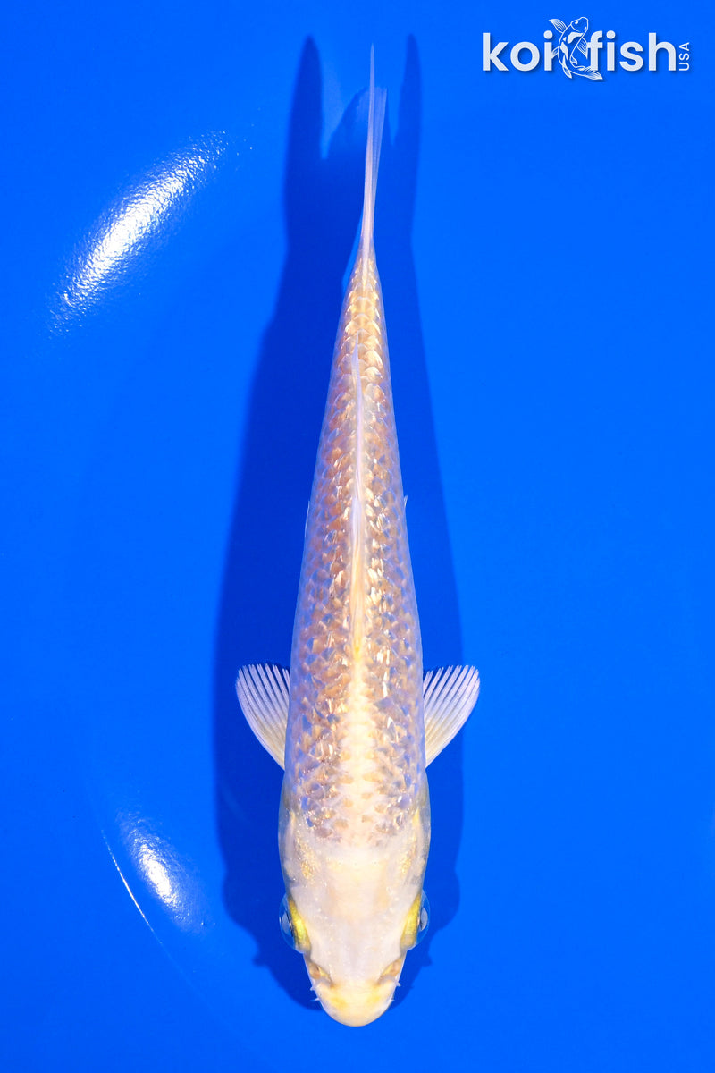 5.25" GINRIN YAMABUKI OGON