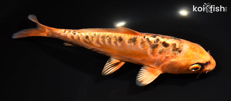 8" ARAGOKE ORENJI MATSUBA