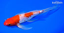 8.25" GINRIN KOHAKU BUTTERFLY