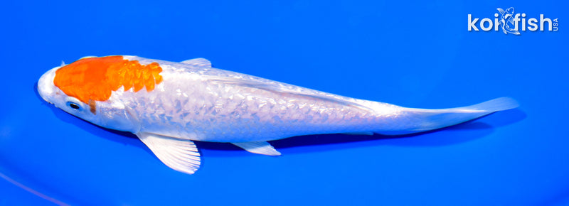 7" GINRIN HARIWAKE