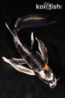 10" BENI KIKOKURYU BUTTERFLY