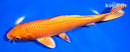 7.5" ORENJI OGON