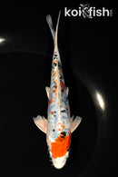 6.25" ARAGOKE HEISEI NISHIKI