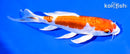 6.75" KIKUSUI BUTTERFLY