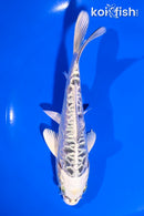 5.5" ARAGOKE GIN MATSUBA