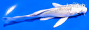 4.5" MATSUBA BUTTERFLY