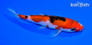 6" SANKE