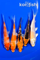 PACK OF (5) 3.5-3.75" STANDARD KOI