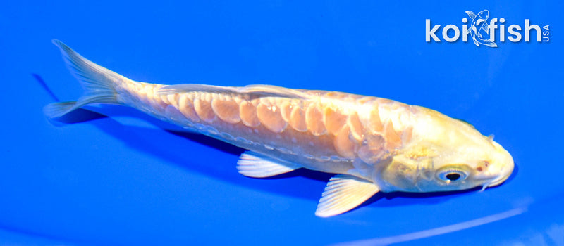 5.75" ARAGOKE YAMABUKI OGON