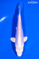 5.5" DOITSU PLATINUM OGON