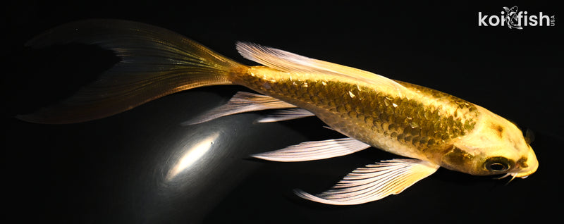 6" GINRIN KI MATSUBA BUTTERFLY