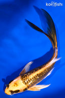 6" GINRIN ORENJI MATSUBA BUTTERFLY