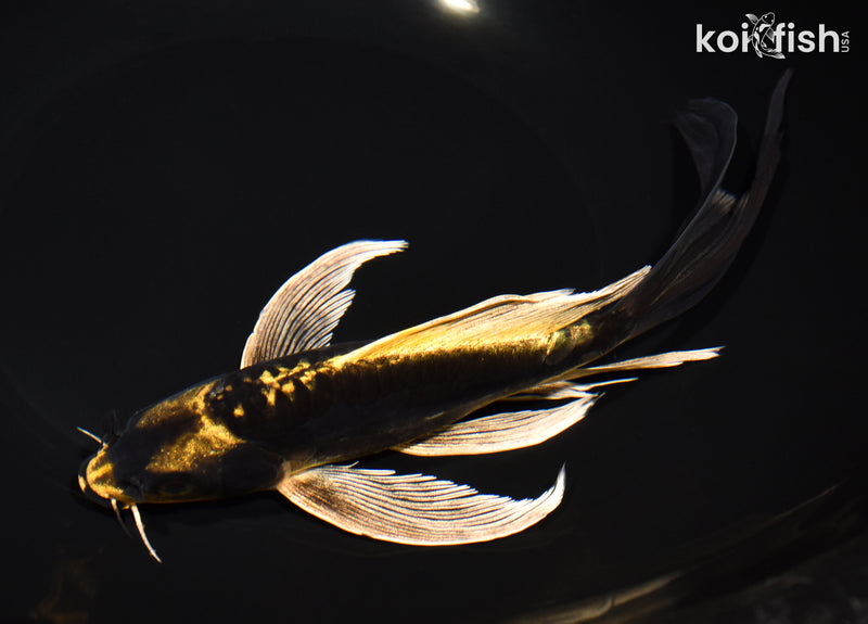 8.75" KIN KIKOKURYU BUTTERFLY