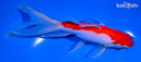 6.75" SARASA WATONAI GOLDFISH