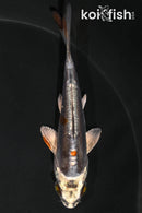 3.75" BENI KIKOKURYU
