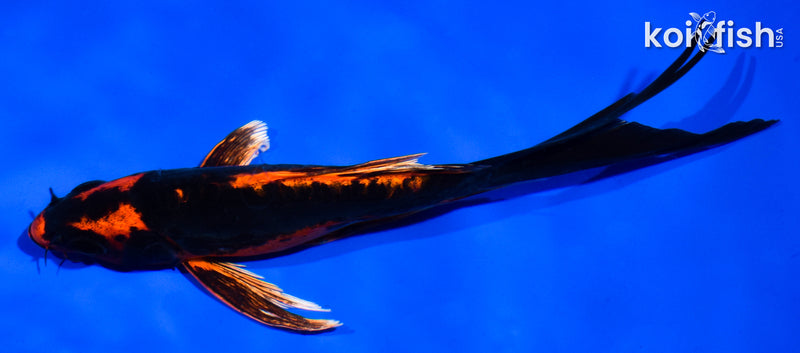 6" BENI KIKOKURYU BUTTERFLY