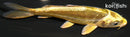 4.5" KIN KI KIKOKURYU