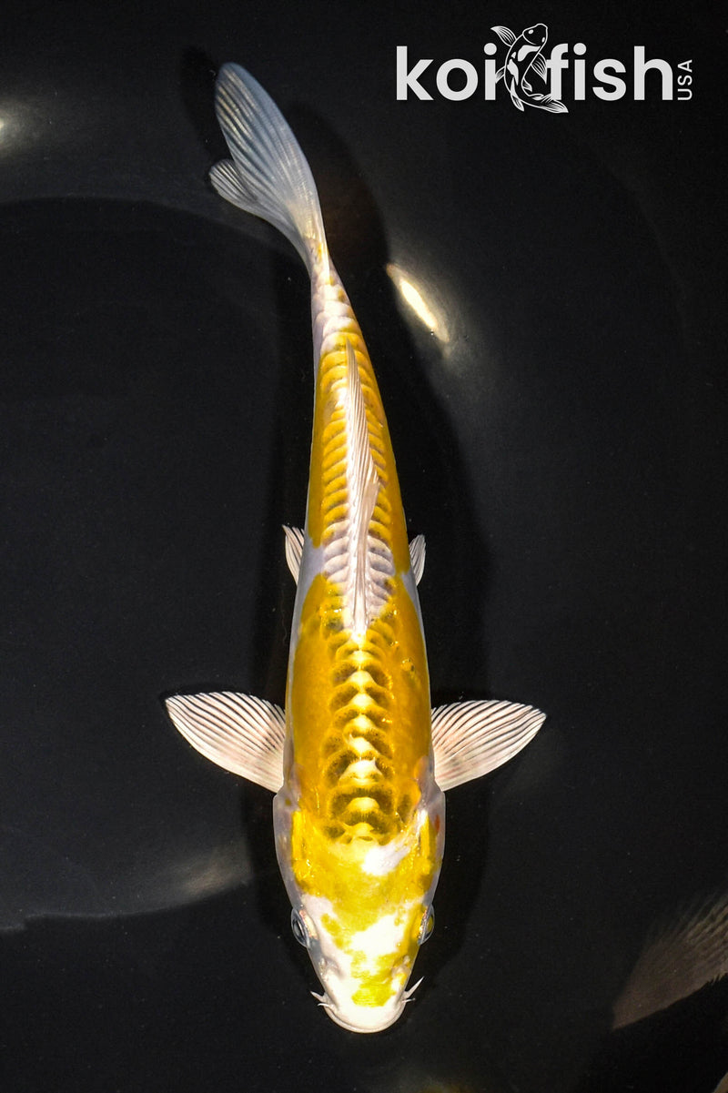 7.75" DOITSU KUJAKU