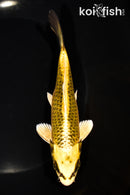 6.25" KI MATSUBA