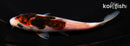 5" BUDO GOROMO