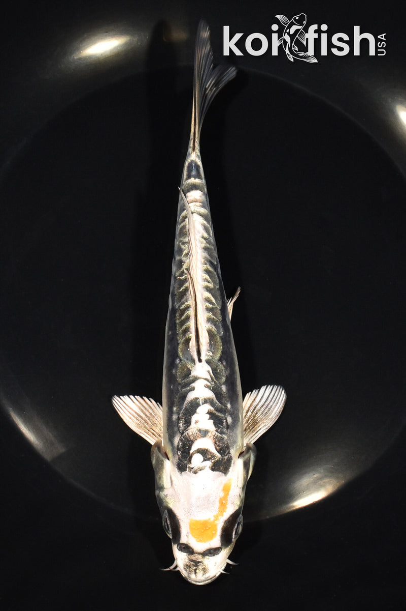 6.75" KIN KIKOKURYU