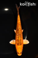 7.25" GINRIN KIN MATSUBA