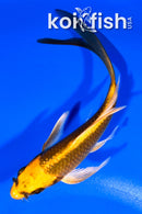 5.5" KI MATSUBA BUTTERFLY