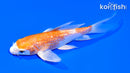 5" GINRIN HARIWAKE BUTTERFLY