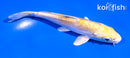 5" DOITSU YAMABUKI OGON