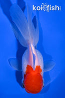 4.75" ORANDA GOLDFISH