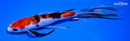 7" SANKE BUTTERFLY