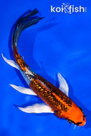 5.5" GINRIN KUJAKU BUTTERFLY