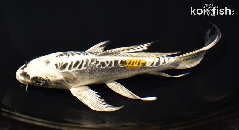 7.25" KIN KIKOKURYU BUTTERFLY