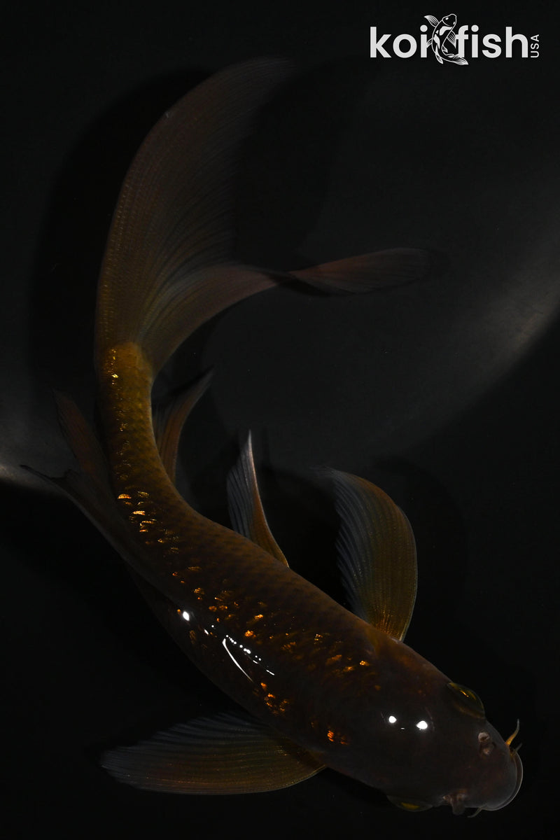 5.5" GINRIN CHAGOI BUTTERFLY