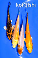 PACK OF (4) 3.75-4" MIXED STANDARD KOI