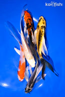 PACK OF (5) 4.5-5.5" BUTTERFLY KOI