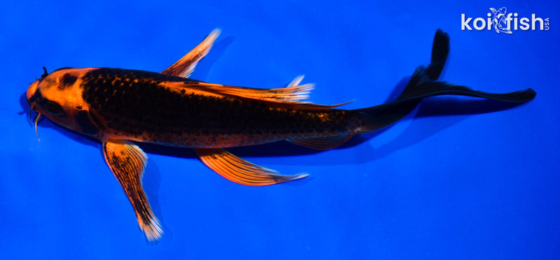 6.5" ORENJI MATSUBA BUTTERFLY