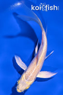 4.25" LEMON HARIWAKE BUTTERFLY