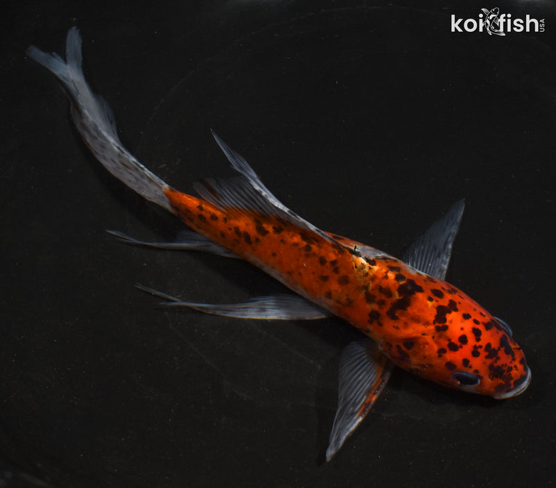 7.5" SHUBUNKIN GOLDFISH