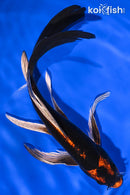 8.5" KABUTO BUTTERFLY